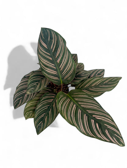 Καλαθέα Calathea ornata Φ9εκ.