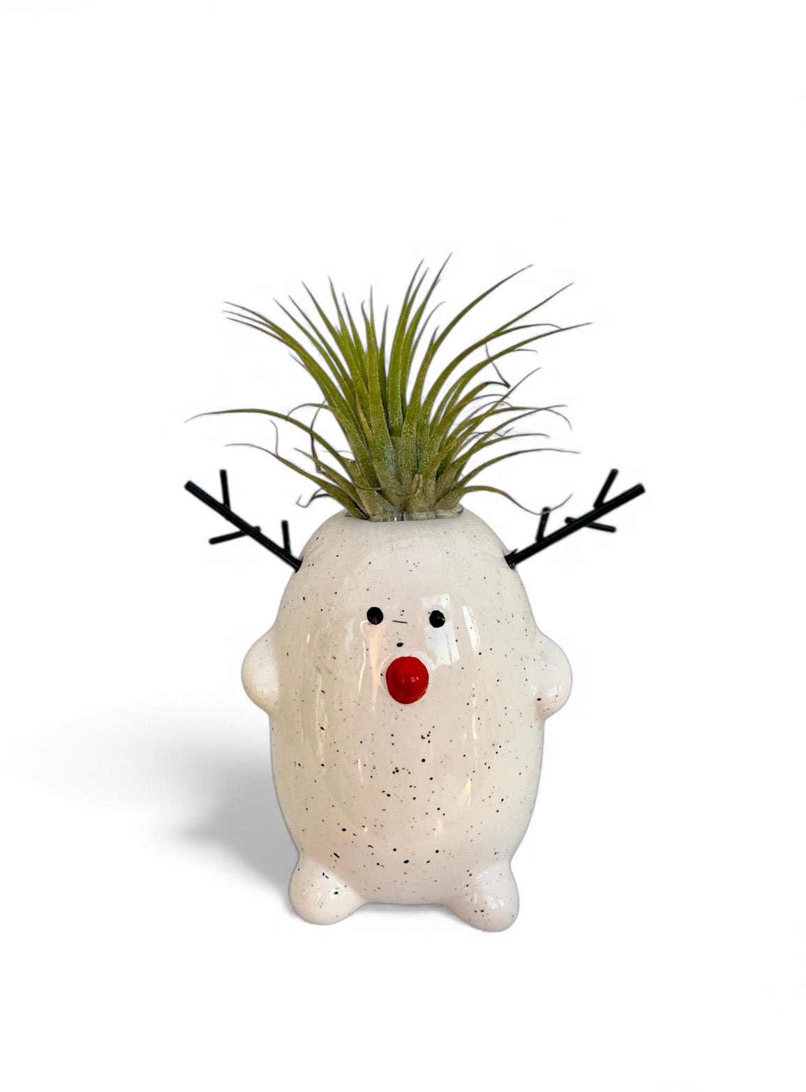 Κασπώ τάρανδος με αερόφυτο