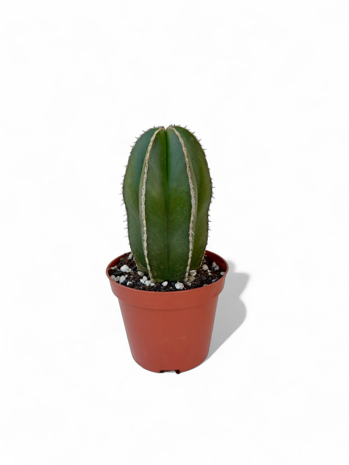 Κάκτος Pachycereus marginatus Φ8.5εκ.