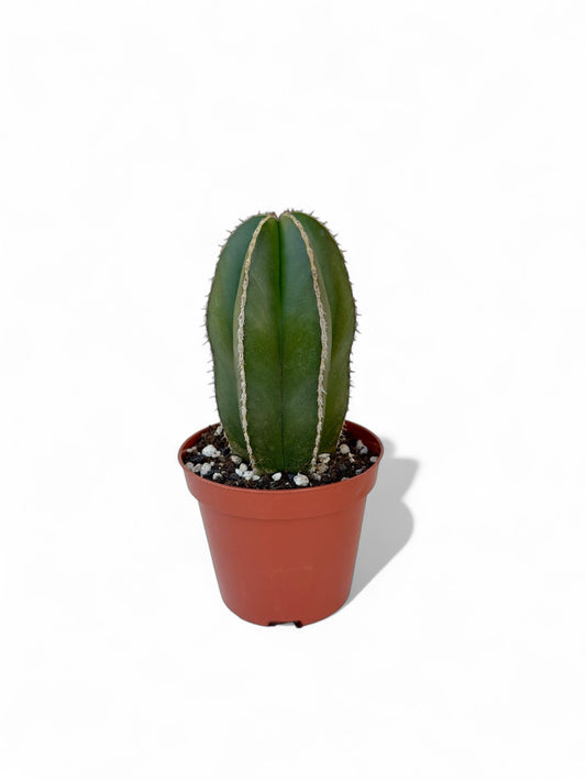 Κάκτος Pachycereus marginatus Φ8.5εκ.