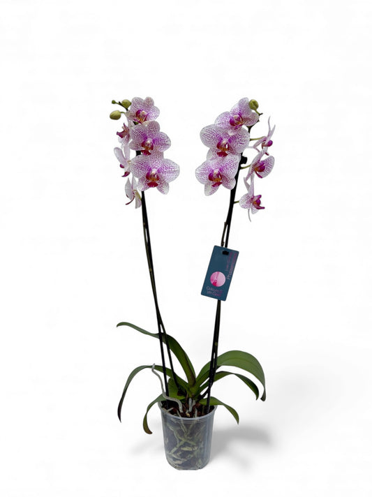 Ορχιδέα λευκό Φ12εκ.