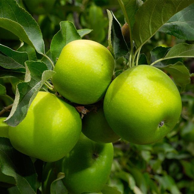 Μηλιά Γκράνι Σμίθ (Granny Smith)
