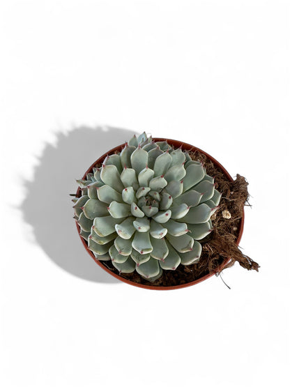 Παχύφυτο Echeveria cuspidata Φ8,5εκ.