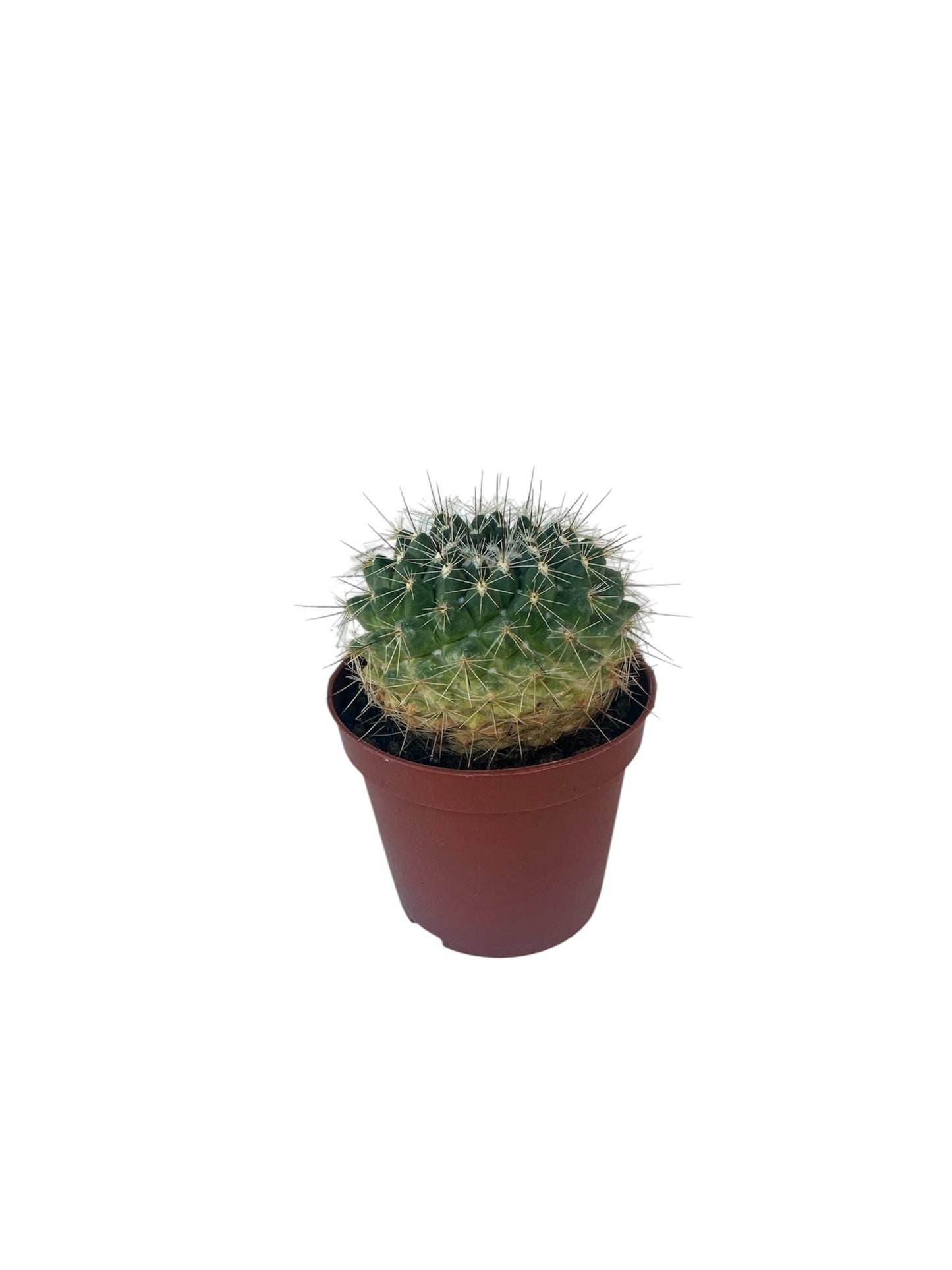 Κάκτος Μαμιλάρια - Mammillaria melanocentra Φ8.5εκ.