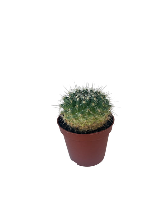 Κάκτος Μαμιλάρια - Mammillaria melanocentra Φ8.5εκ.