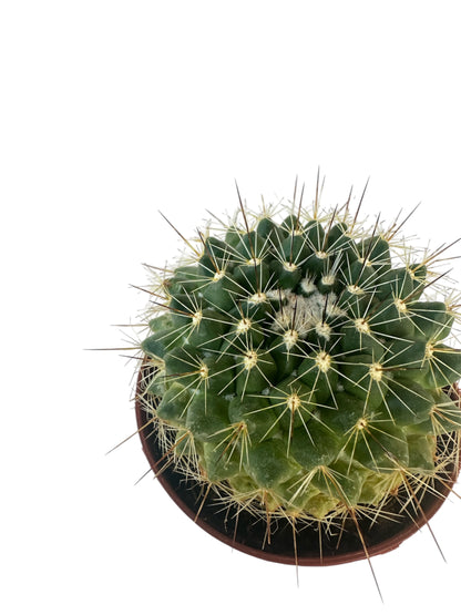 Κάκτος Μαμιλάρια - Mammillaria melanocentra Φ8.5εκ.