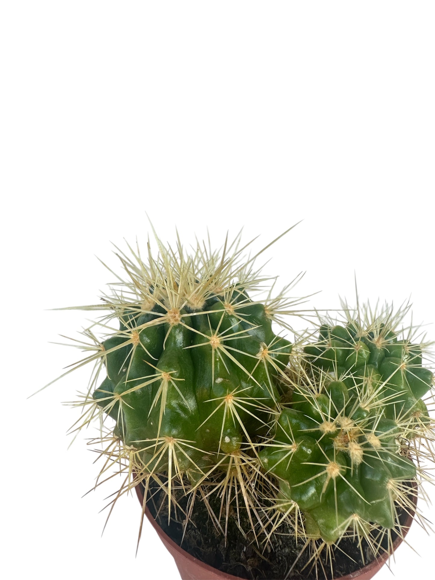 Κάκτος Kroenleinia grusonii (Golden Barrel Cactus) Φ8.5εκ.