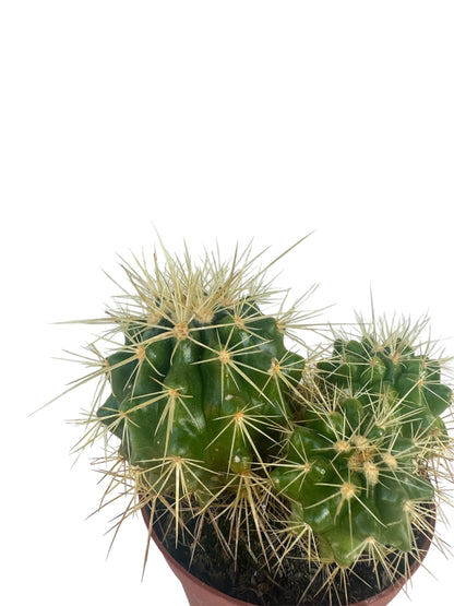Κάκτος Kroenleinia grusonii (Golden Barrel Cactus) Φ8.5εκ.