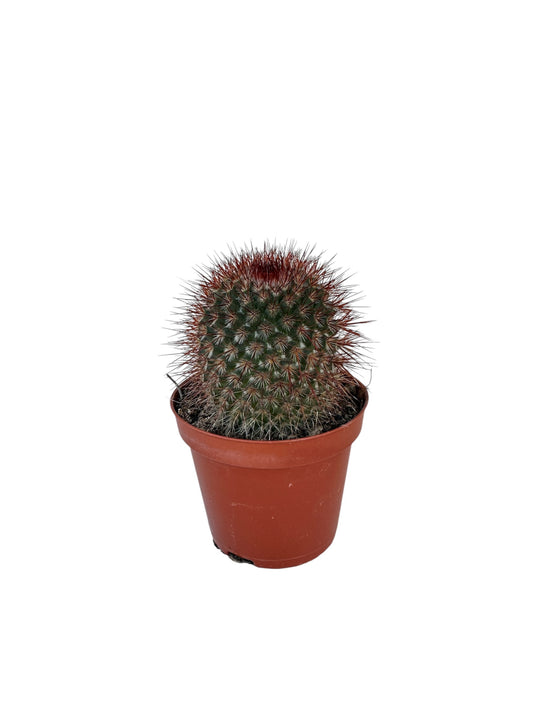 Κάκτος Mammillaria spinosissima Φ8.5εκ.
