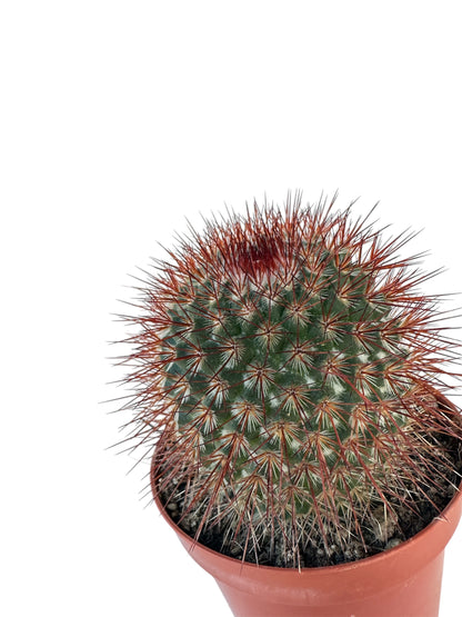 Κάκτος Mammillaria spinosissima Φ8.5εκ.