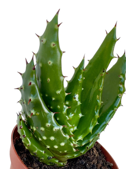 Παχύφυτο Αλόη - Aloe aculeata (Red Hot Poker Aloe) Φ8.5εκ.