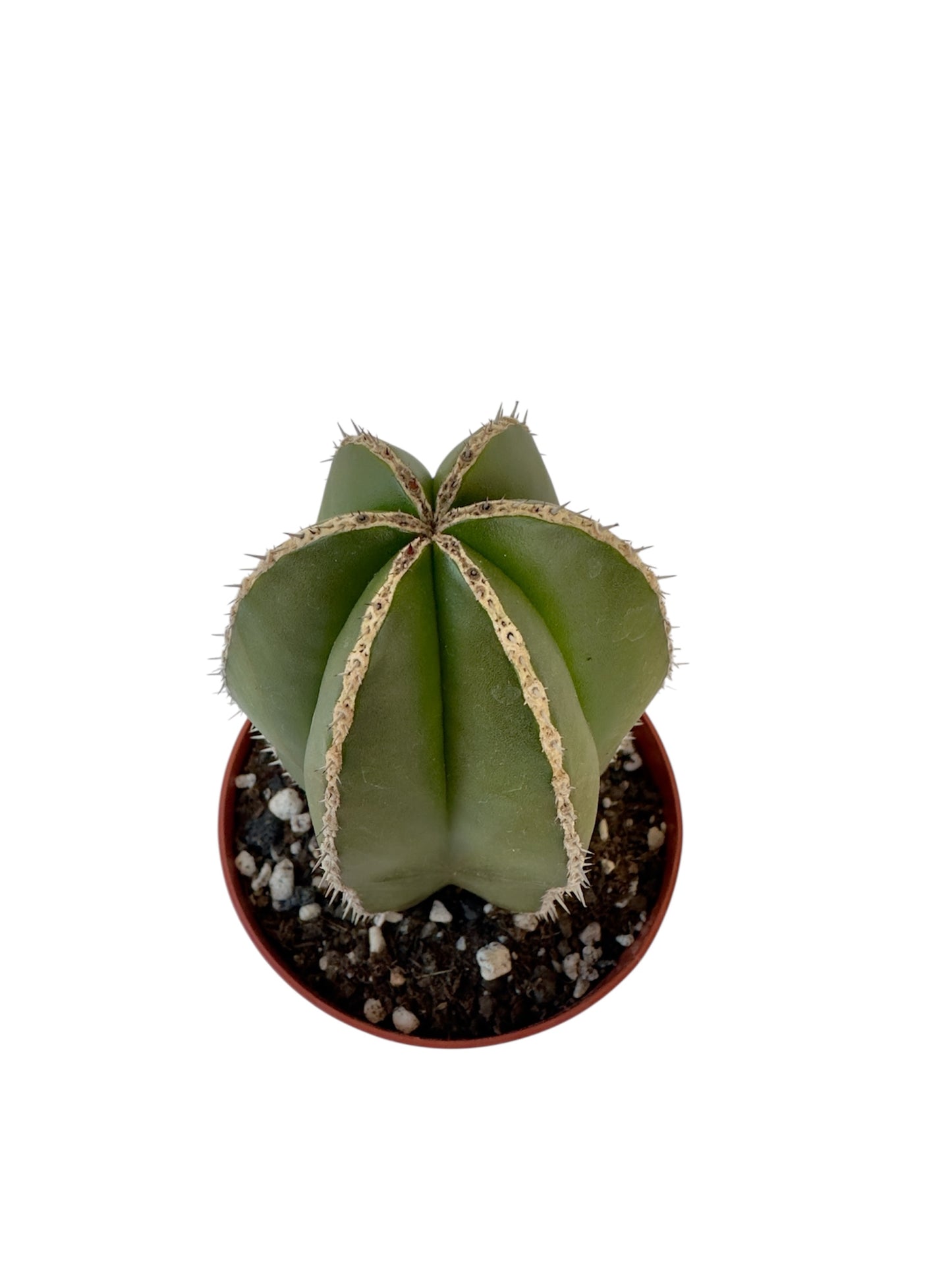 Κάκτος Pachycereus marginatus Φ8.5εκ.