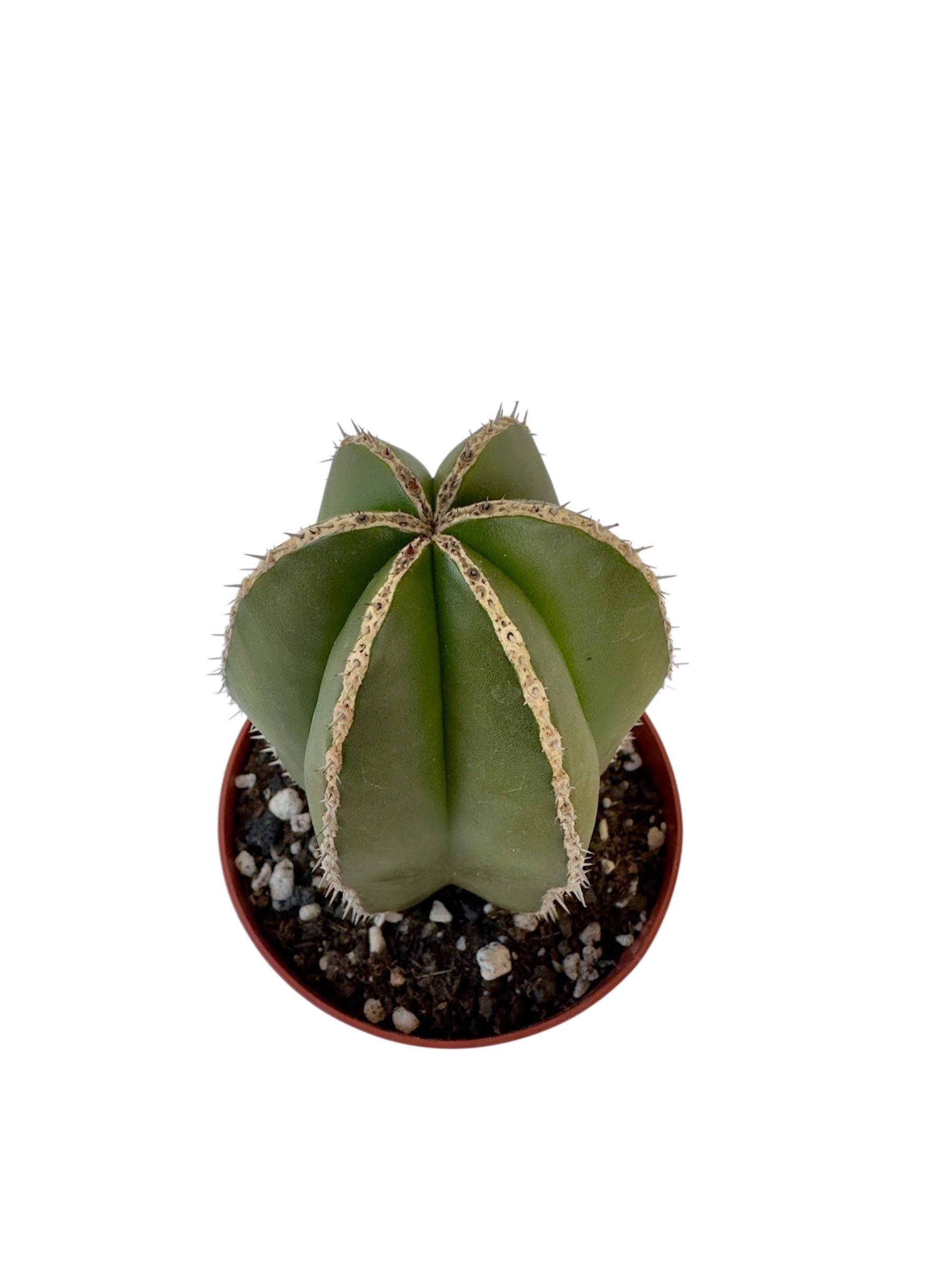 Κάκτος Pachycereus marginatus Φ8.5εκ.