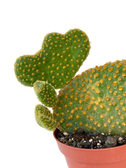 Κάκτος Opuntia microdasys (Bunny Ear) Φ8.5εκ.