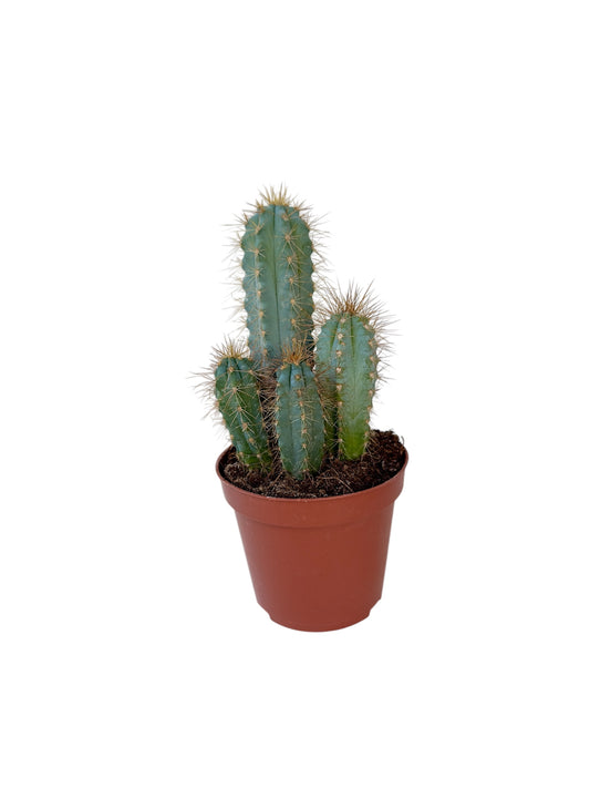 Κάκτος Pilosocereus pachycladus – Blue Columnar Cactus Φ8.5εκ.