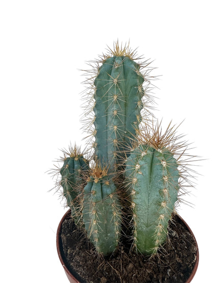 Κάκτος Pilosocereus pachycladus – Blue Columnar Cactus Φ8.5εκ.