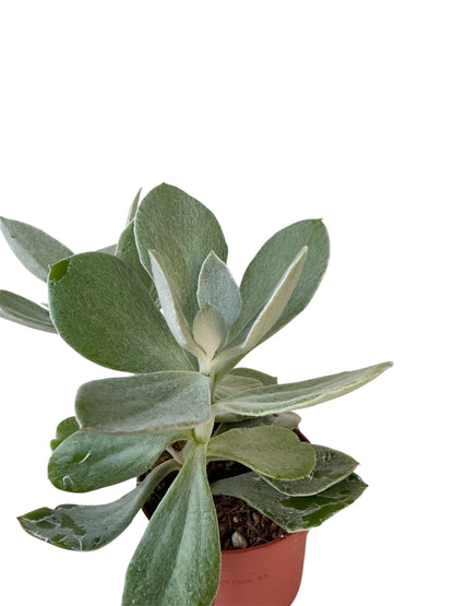 Παχύφυτο Senecio Φ10,5εκ.