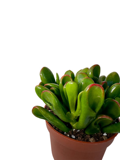 Παχύφυτο Crassula Φ10,5εκ.