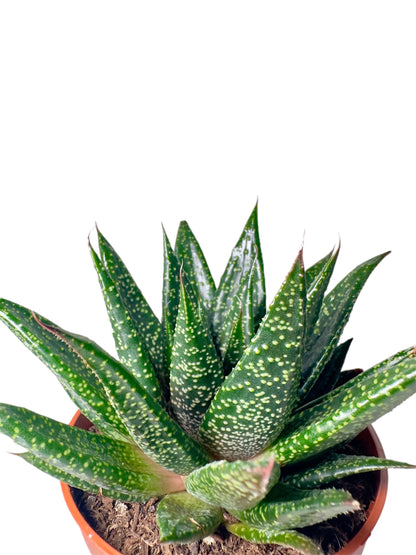 Παχύφυτο Haworthia Φ10,5εκ.