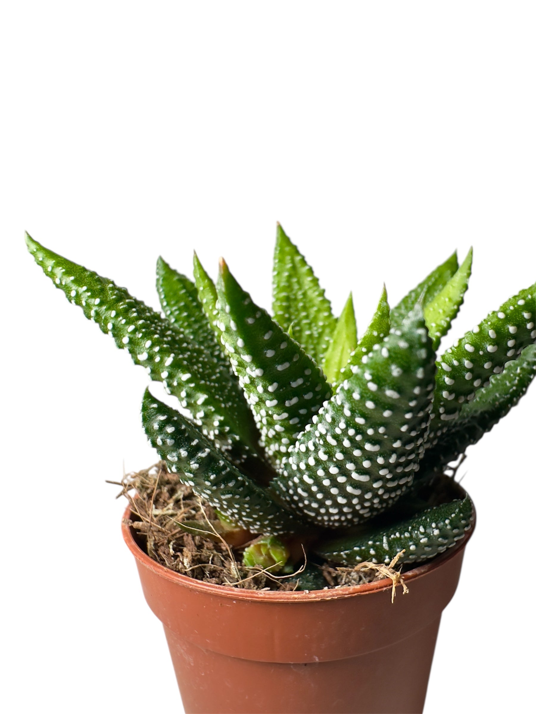 Παχύφυτο Haworthia Φ5,5εκ.