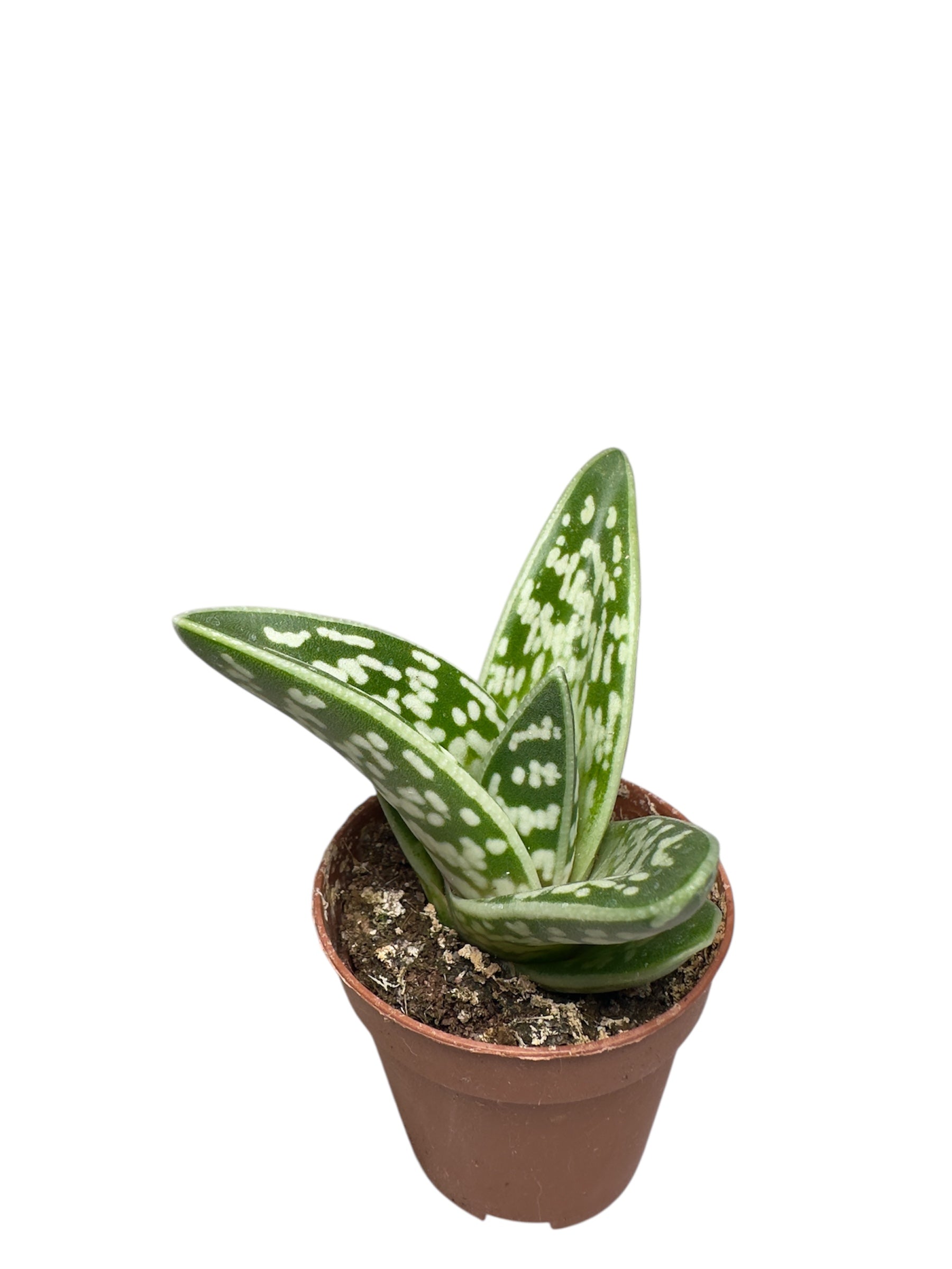 Παχύφυτο Haworthia Φ5,5εκ.