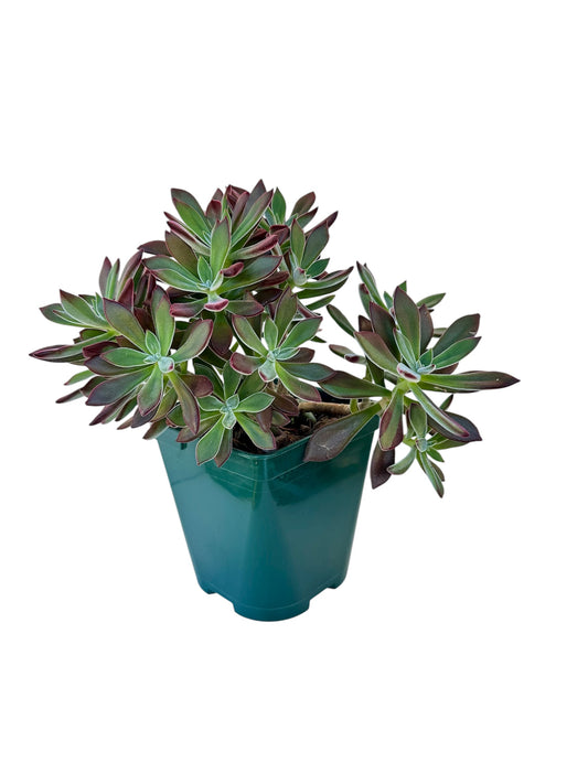 Παχύφυτο Echeveria pulvinata 'Devotion' Φ14εκ.