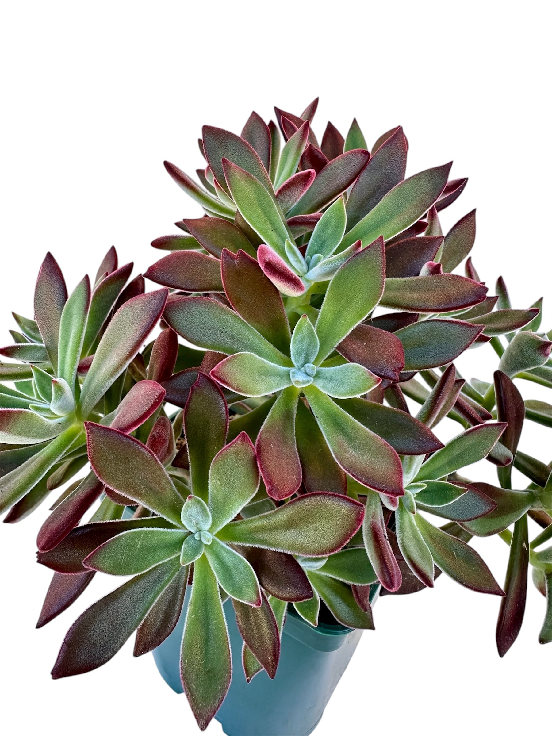 Παχύφυτο echeveria pulvinata devotion Φ14εκ.