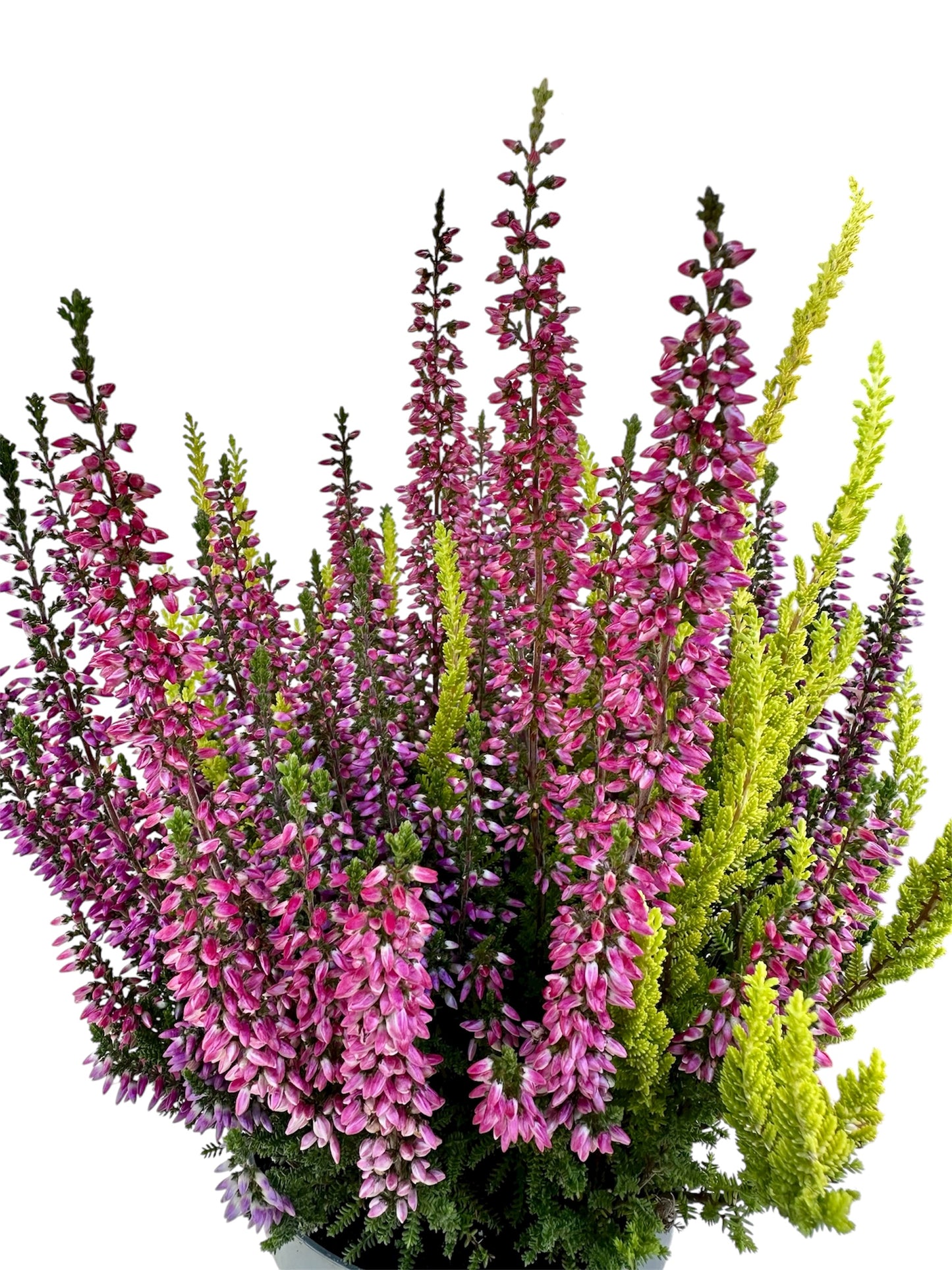 Καλούνα - calluna vulgaris Φ11εκ.