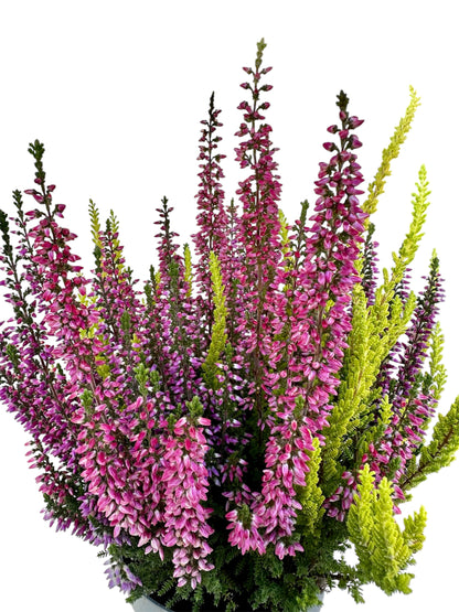 Καλούνα - calluna vulgaris Φ11εκ.