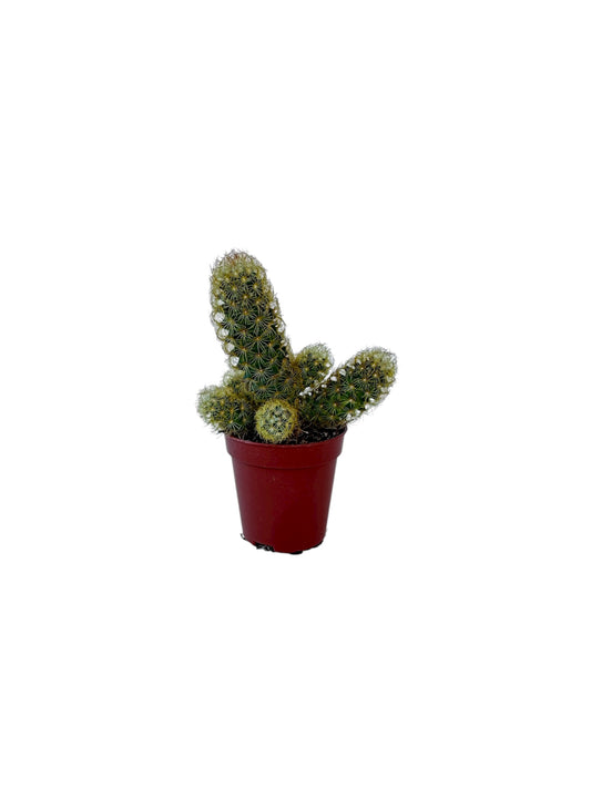 Κάκτος Mammillaria Φ5.5εκ.