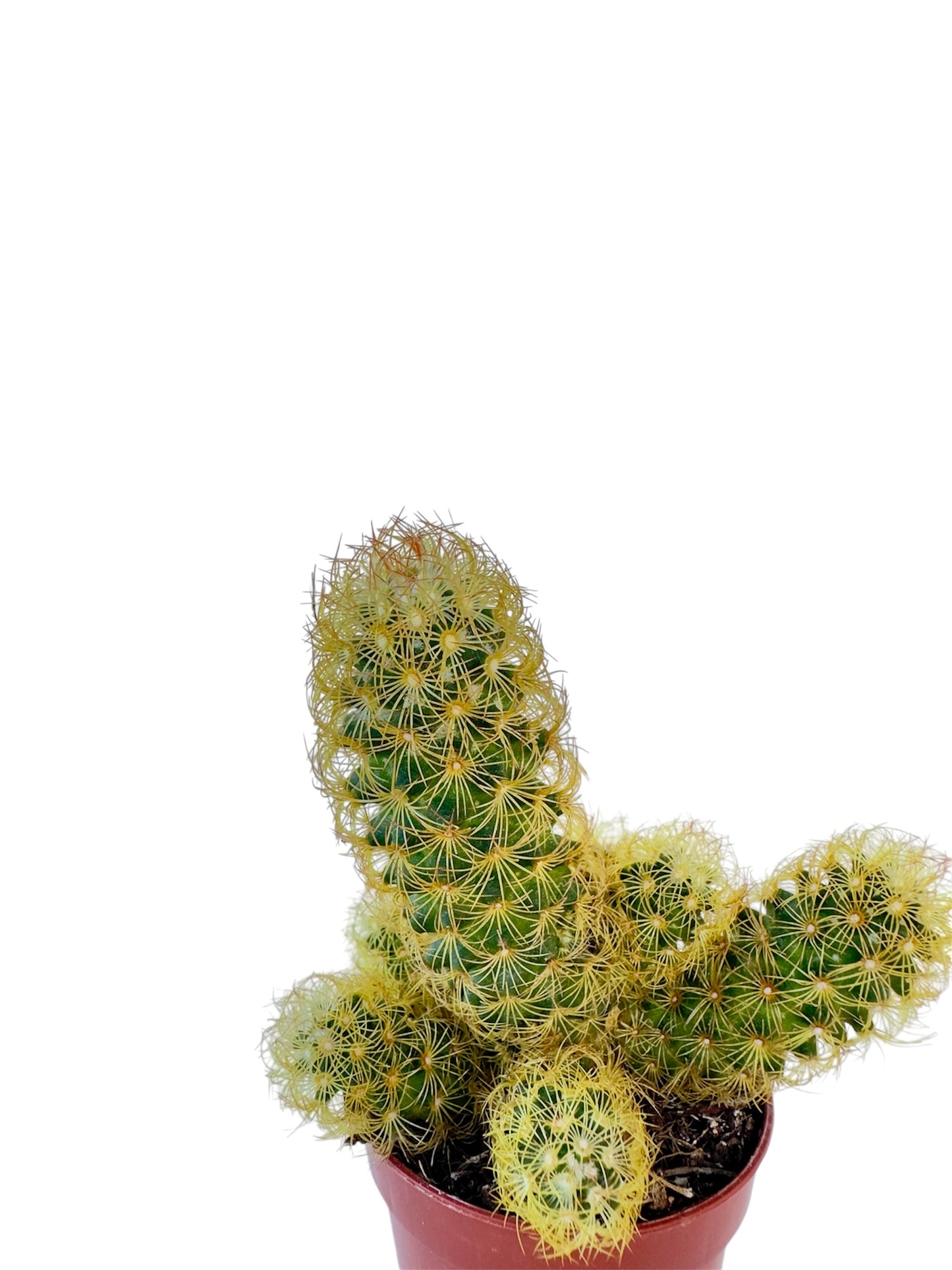 Κάκτος Mammillaria Φ5.5εκ.