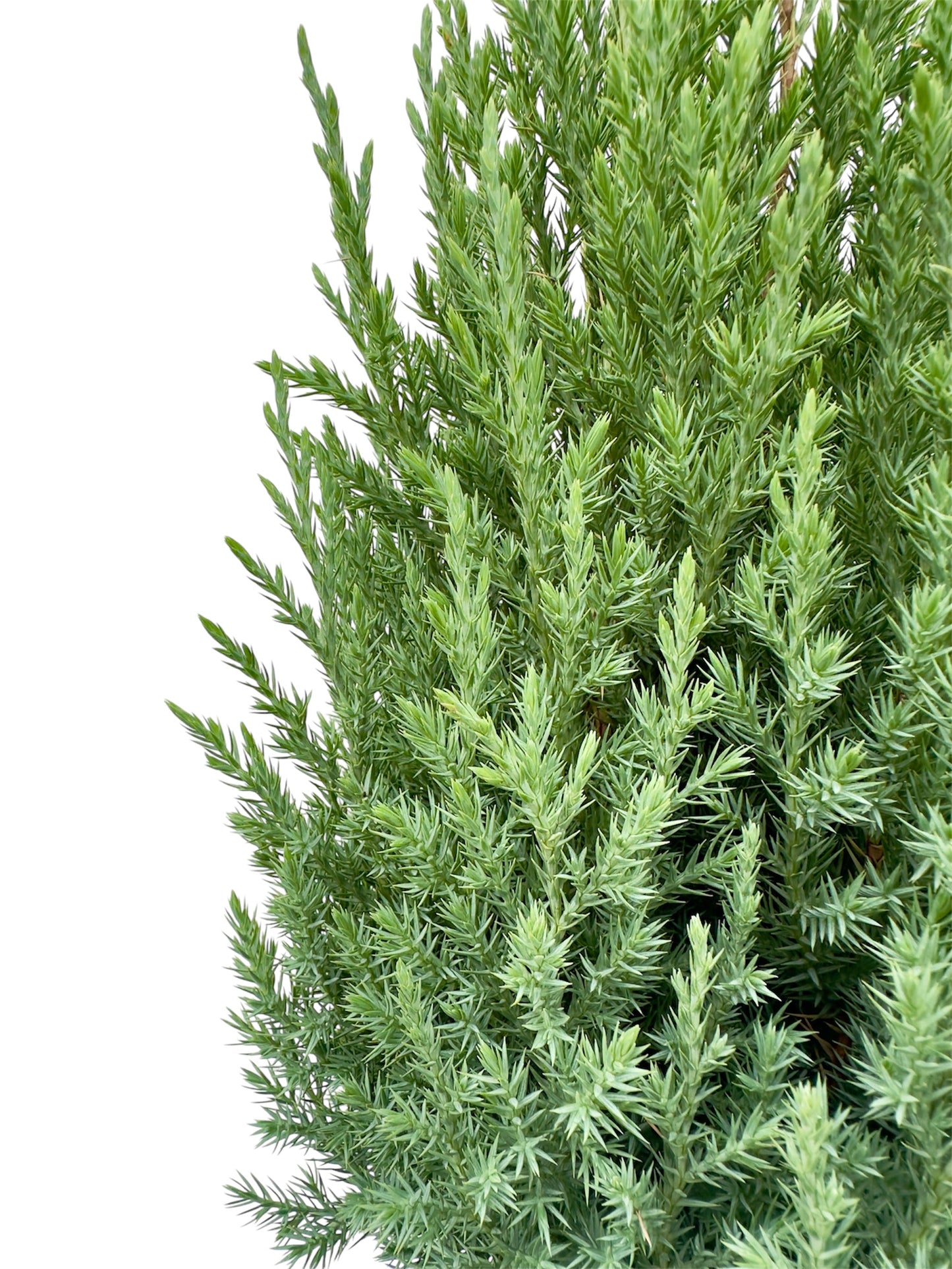 Γιουνίπερος - Juniperus chinensis Φ17εκ.