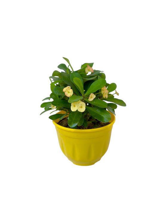 Κάκτος Euphorbia αγκαθάκι του Χριστού λευκό Φ19εκ.