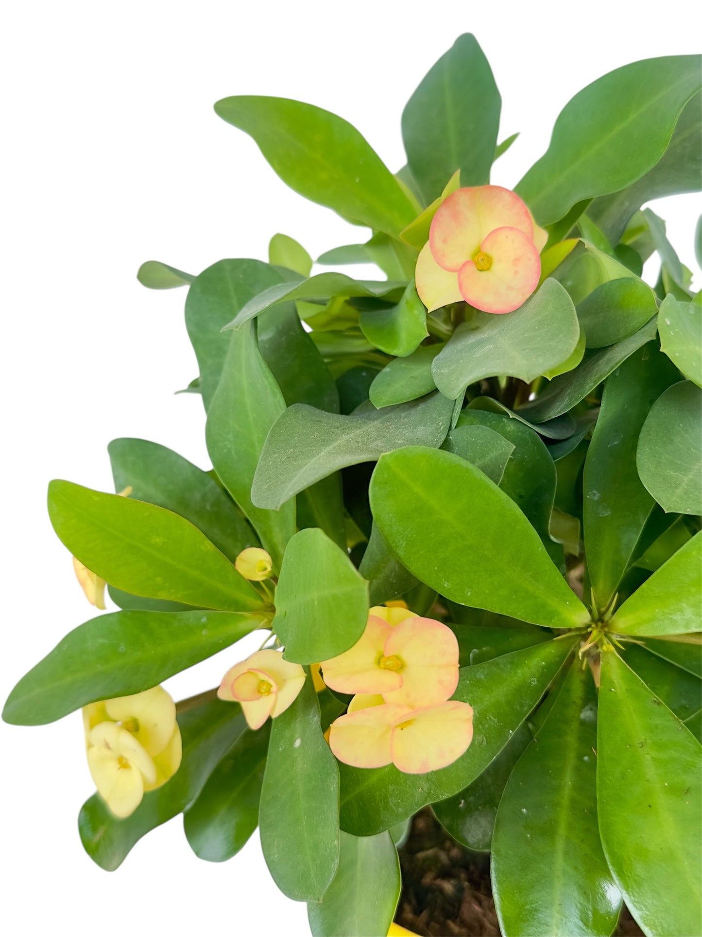Κάκτος Euphorbia αγκαθάκι του Χριστού λευκό Φ19εκ.