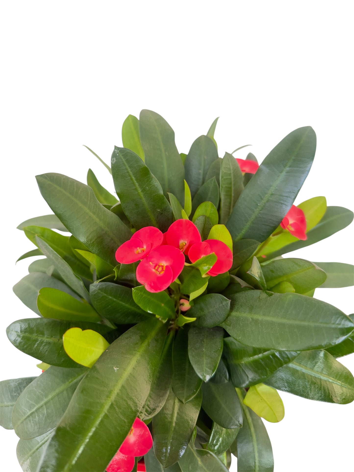 Κάκτος Euphorbia αγκαθάκι του Χριστού Φ19εκ.