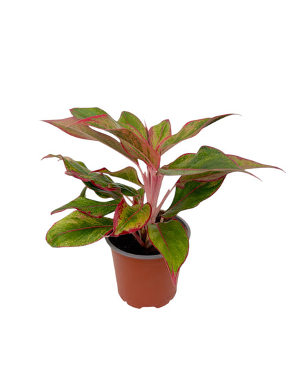 Αγλαόνημα Φ14εκ.