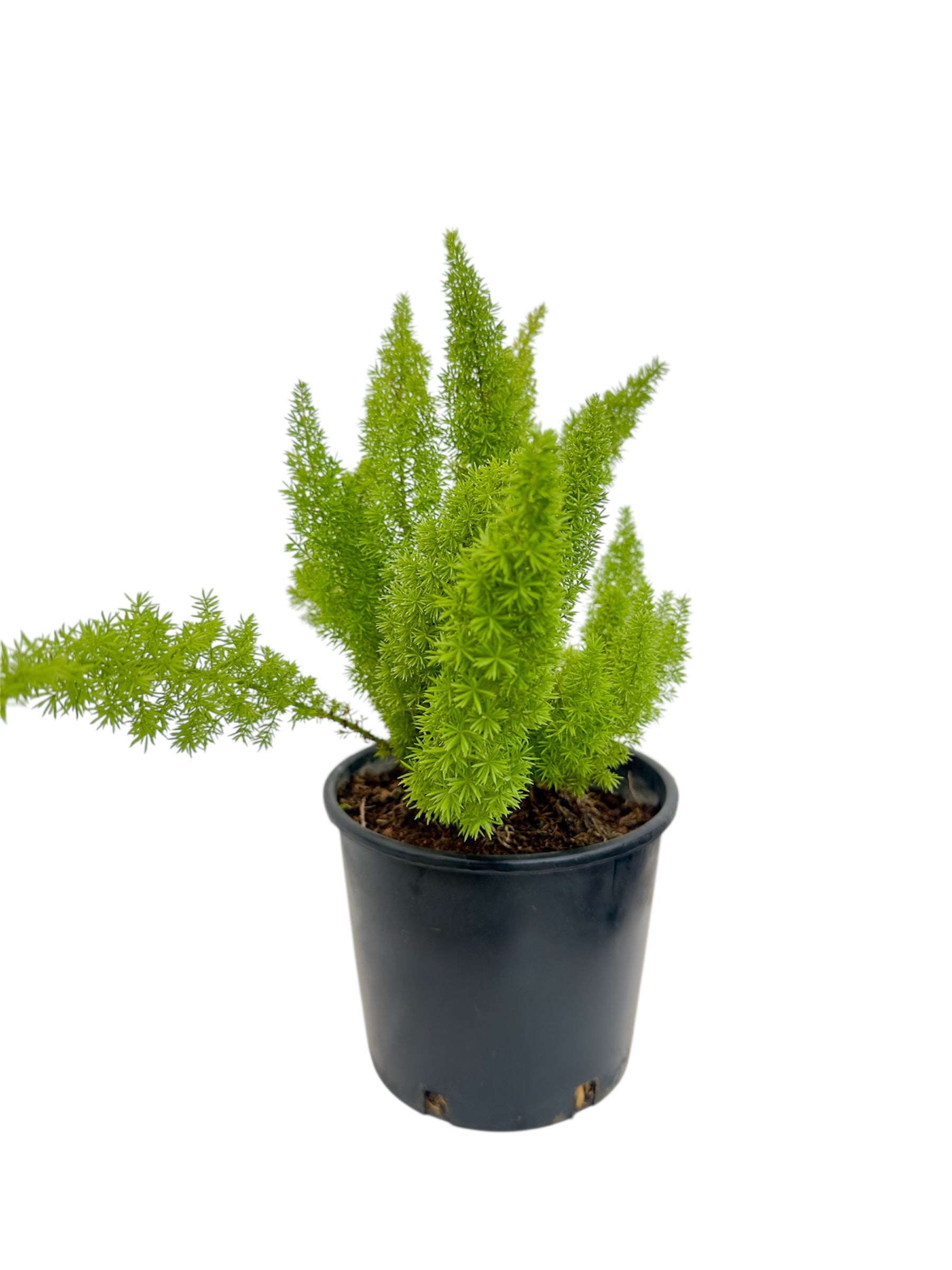 Σπαράγγι ουρά – Asparagus Φ16εκ.