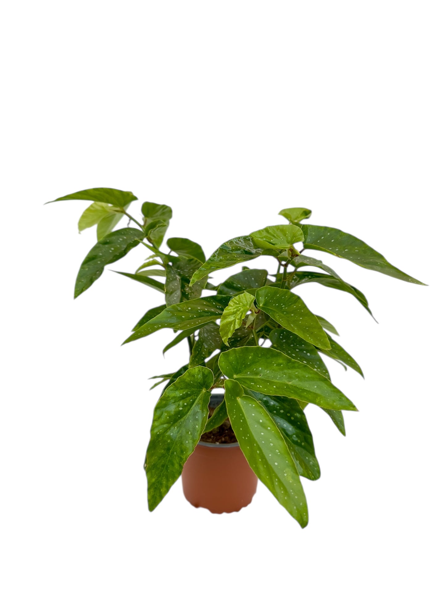 Μπιγγόνια Begonia coccinea hook κόκκινο Φ13