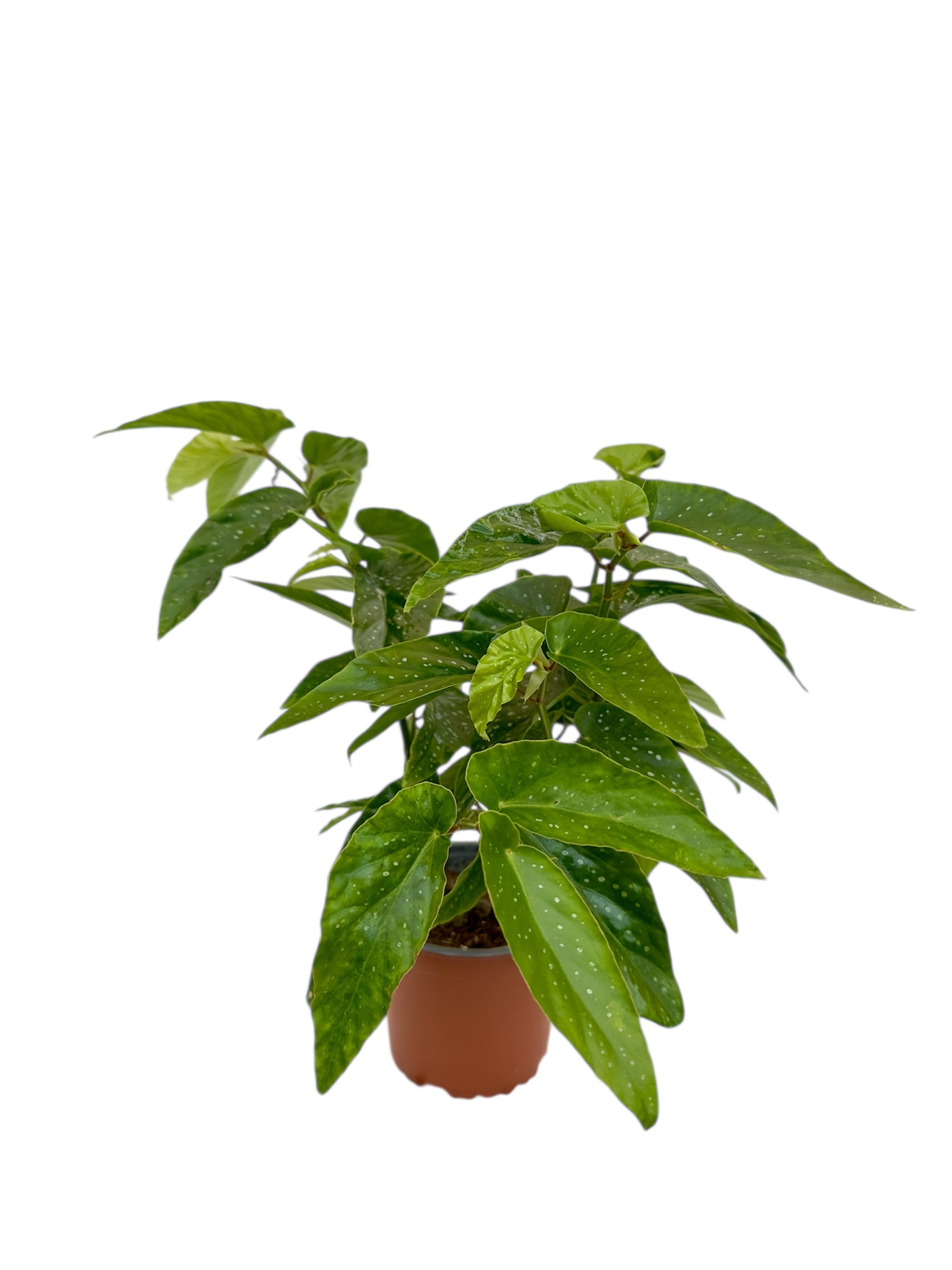 Μπιγγόνια Begonia coccinea hook κόκκινο Φ13