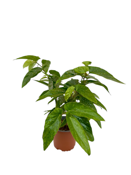 Μπιγγόνια Begonia coccinea hook κόκκινο Φ13