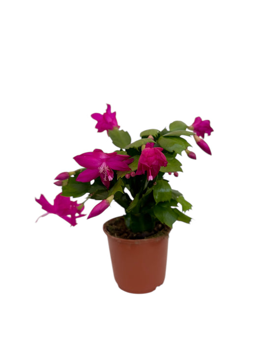 Παχύφυτο Επίφυλλο μωβ Φ11εκ.