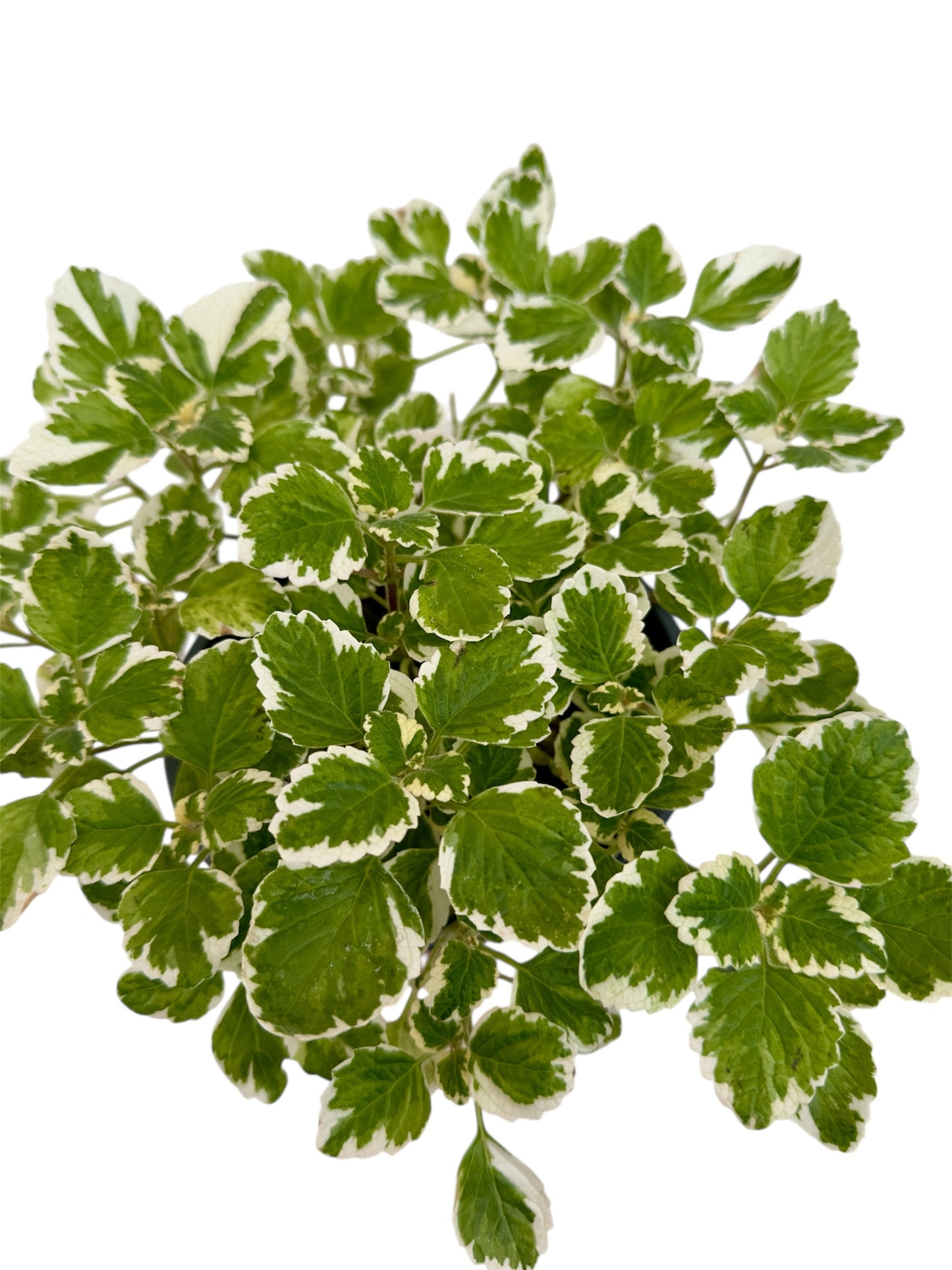 Λιβάνι Φ17εκ.