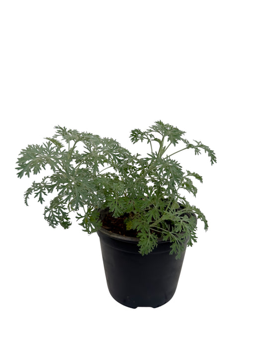 Αψιθιά Φ14εκ.