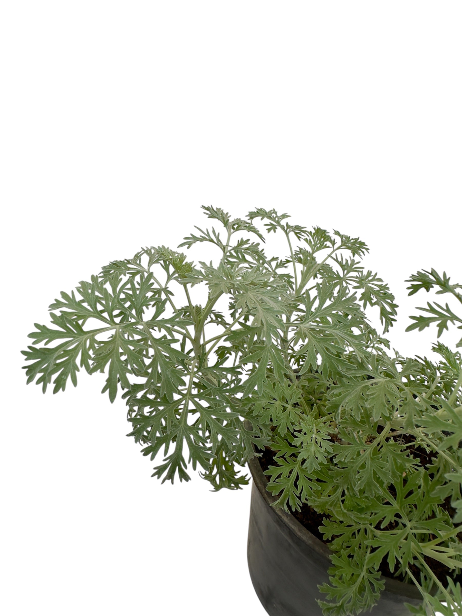 Αψιθιά Φ14εκ.