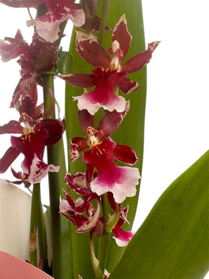 Ορχιδέα campria Φ12εκ.