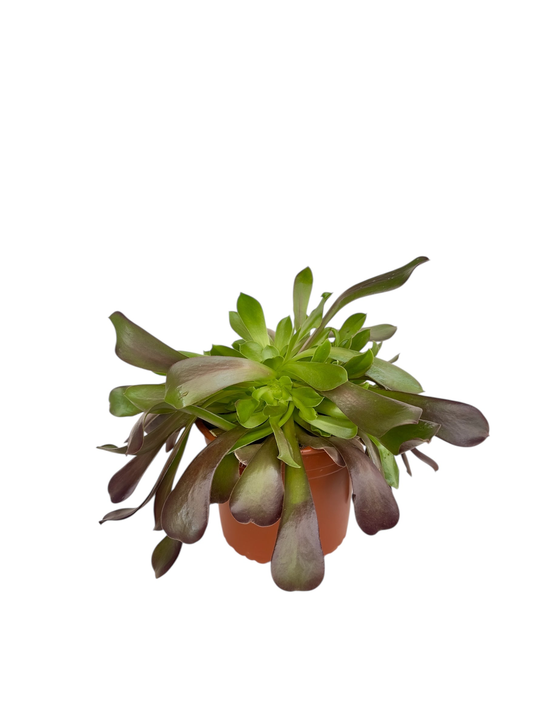 Παχύφυτο Αιώνιουμ - Aeonium Φ21εκ.