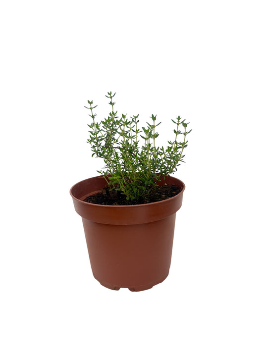 Θυμάρι Φ12εκ.