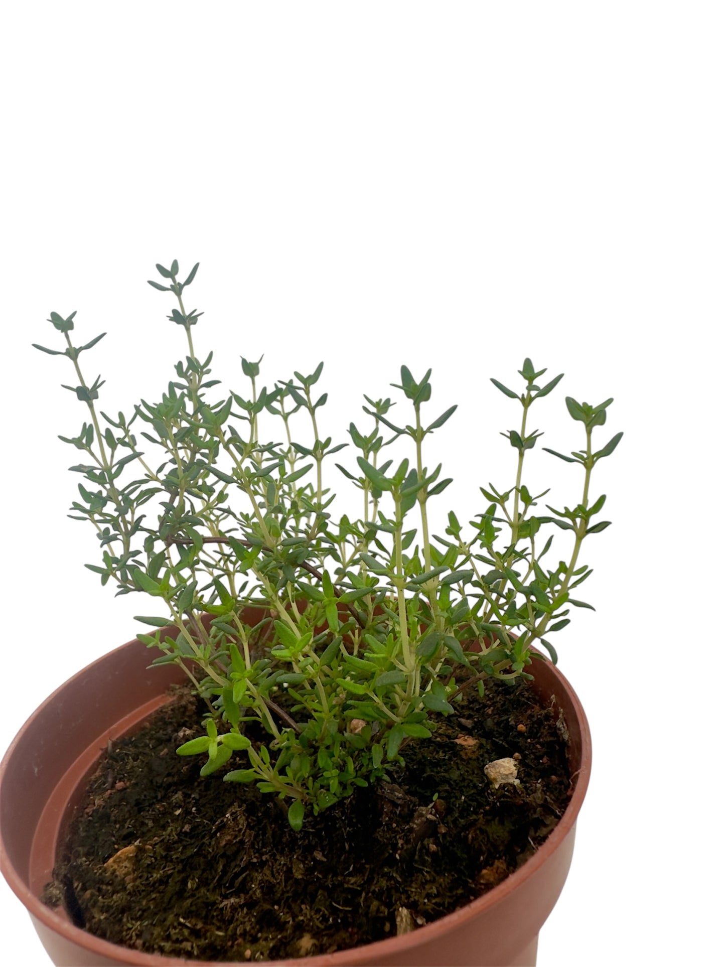 Θυμάρι Φ12εκ.