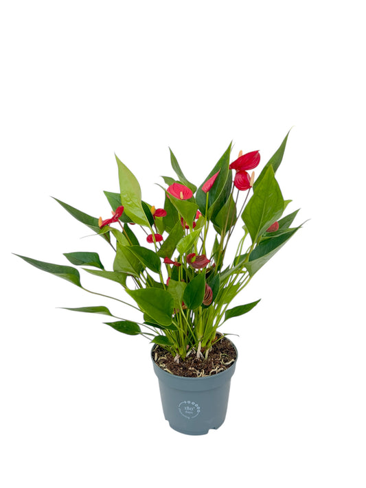 Ανθούριο Φ13εκ.