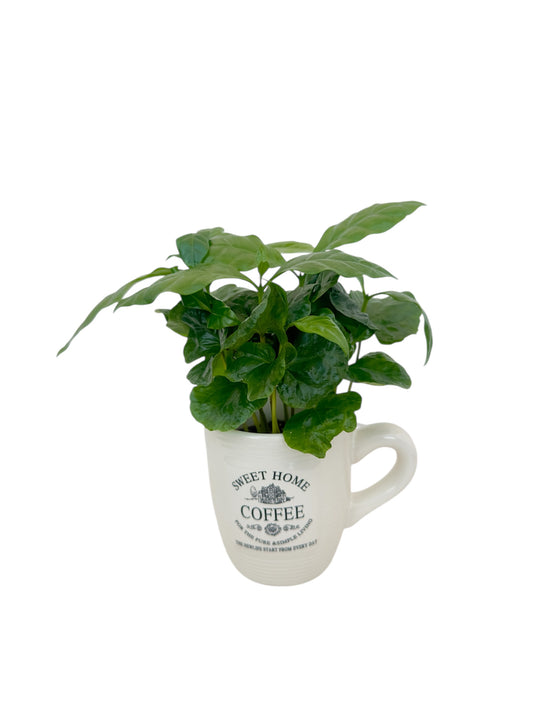 Καφεόδεντρο σε κασπώ κούπα